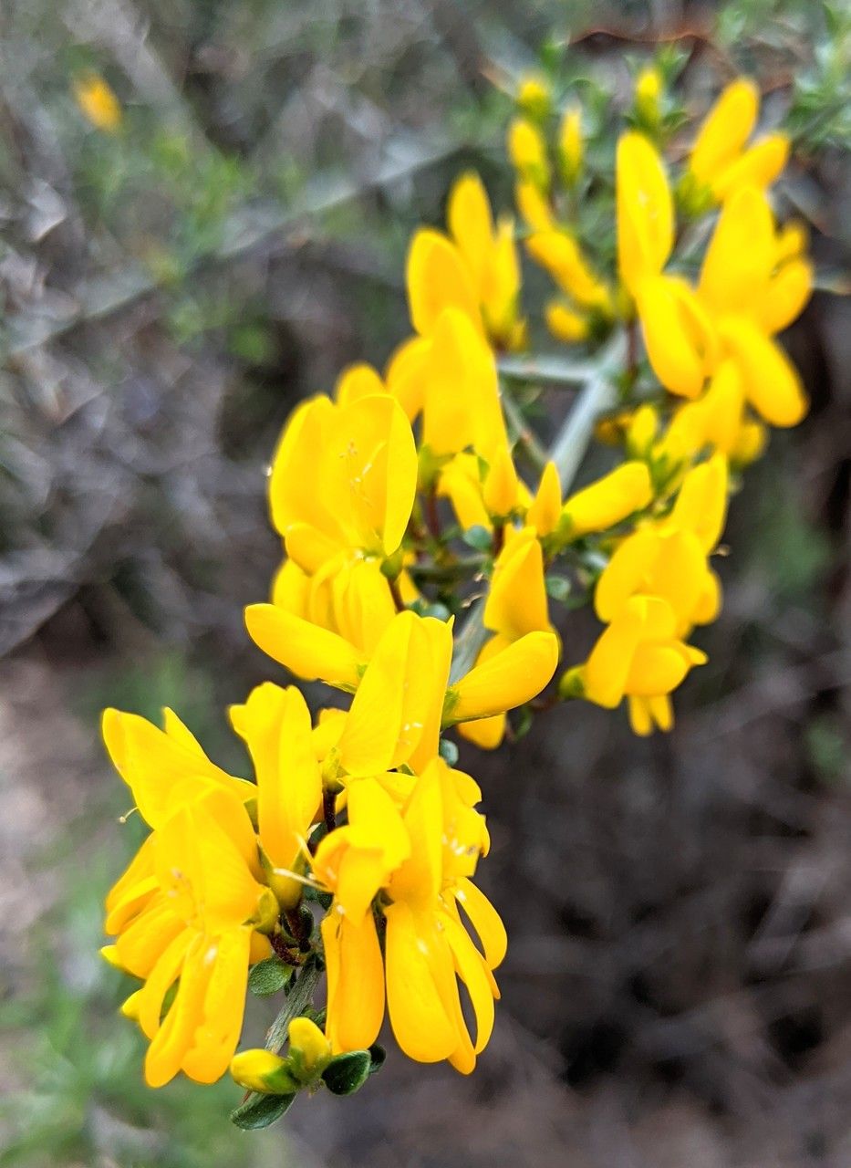 Cytisus purgans flower