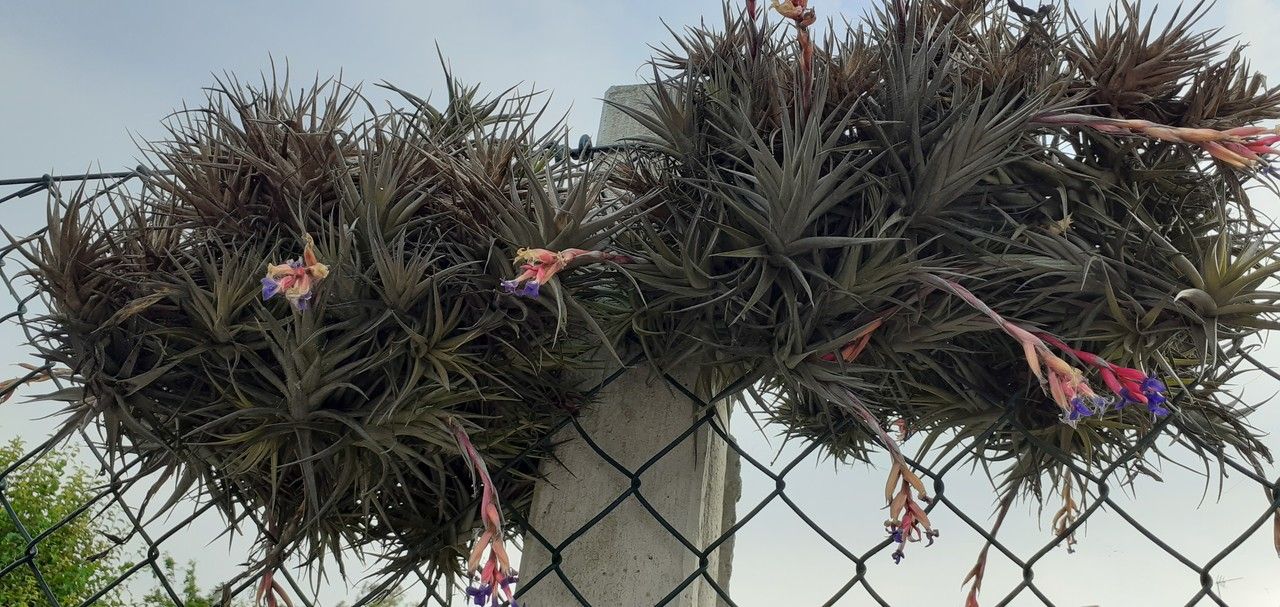 Tillandsia aeranthos bark