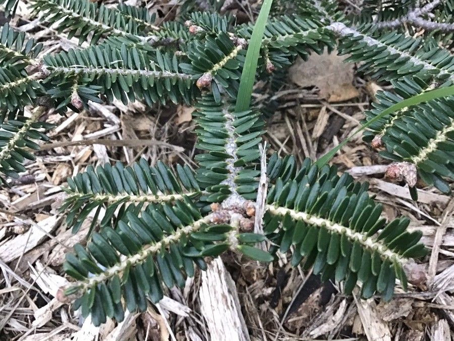 Abies nebrodensis — search result for 'Abies'