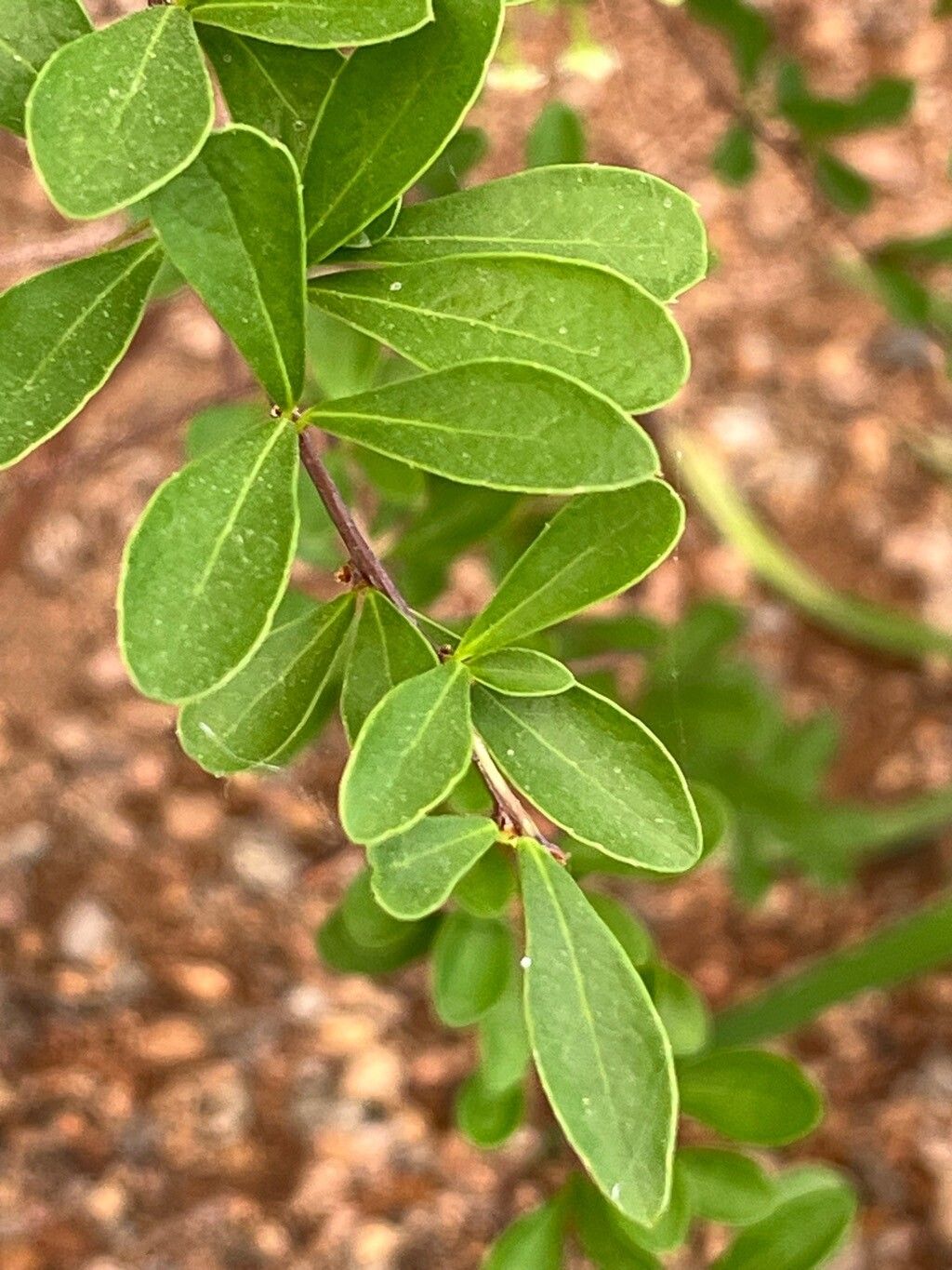 Putterlickia pyracantha leaf