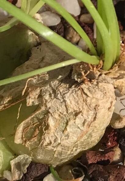 Albuca osmynella bark