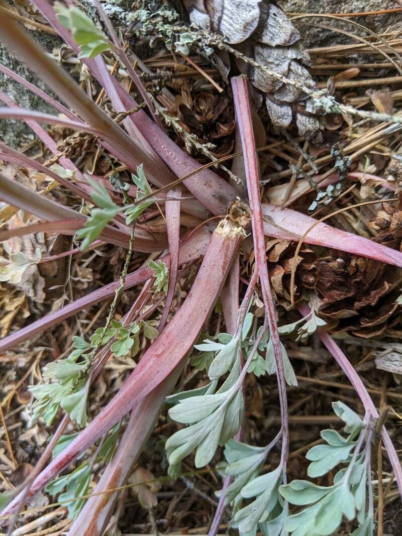 Corydalis sempervirens bark