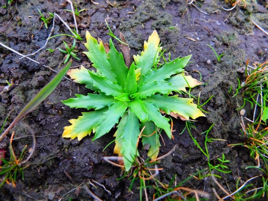 Eryngium viviparum leaf