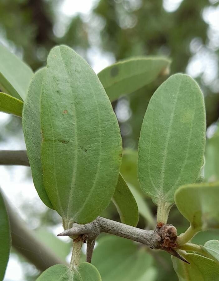Sarcomphalus mistol leaf