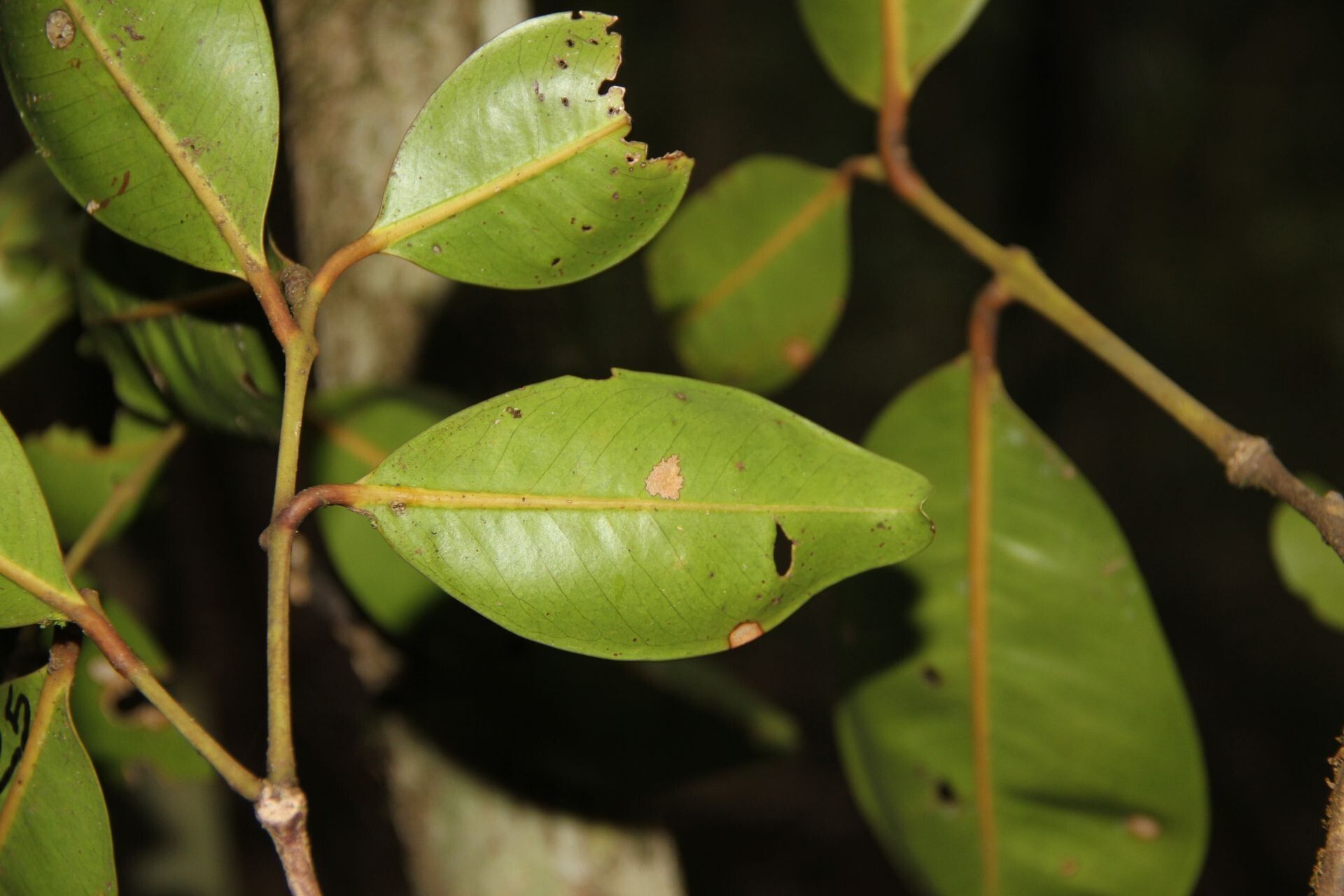 Syzygium neolaurifolium leaf