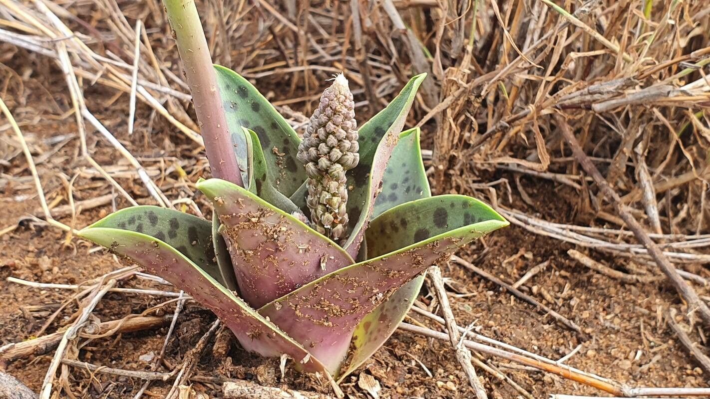Ledebouria revoluta — search result for 'Ledebouria'