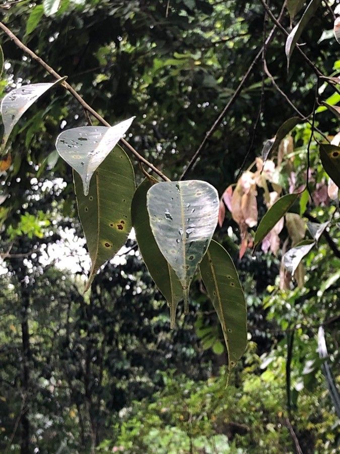 Dryobalanops aromatica — houseplant care guide