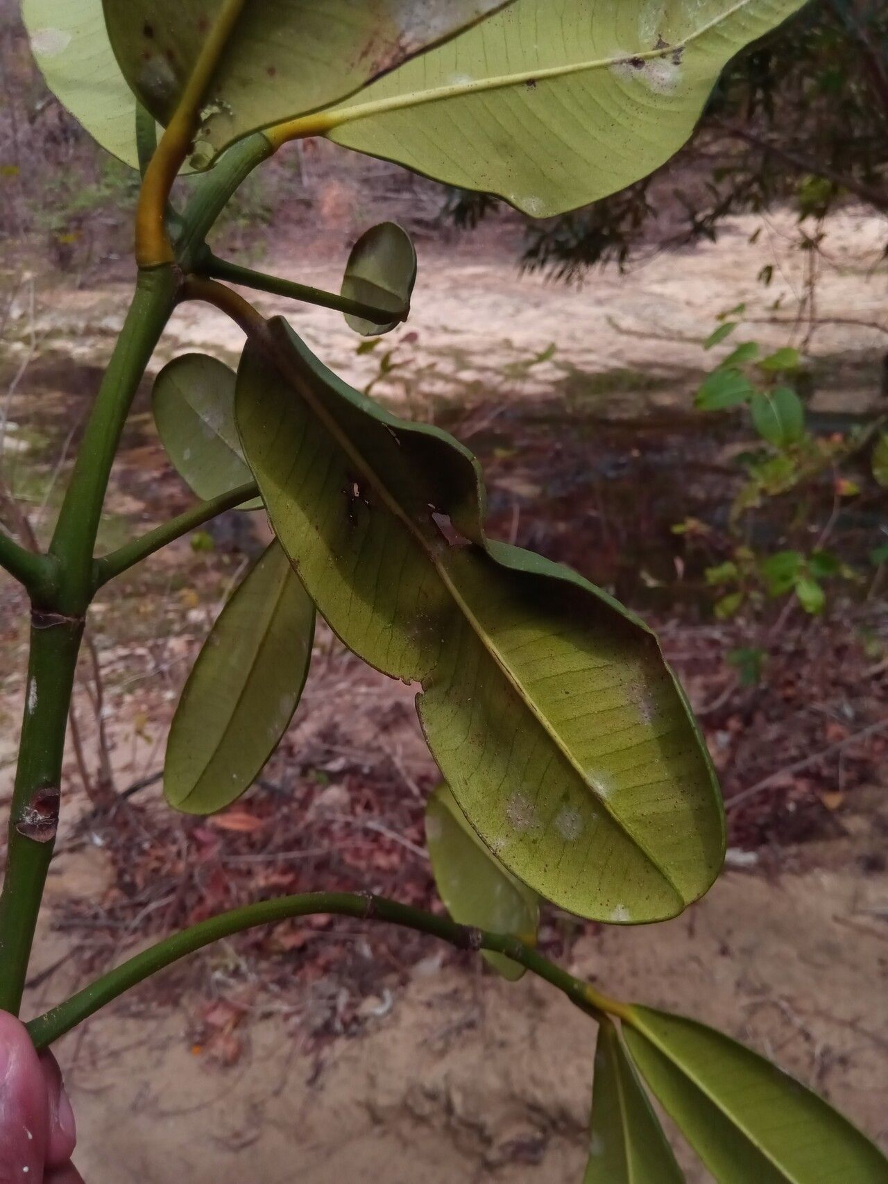 Garcinia pervillei leaf