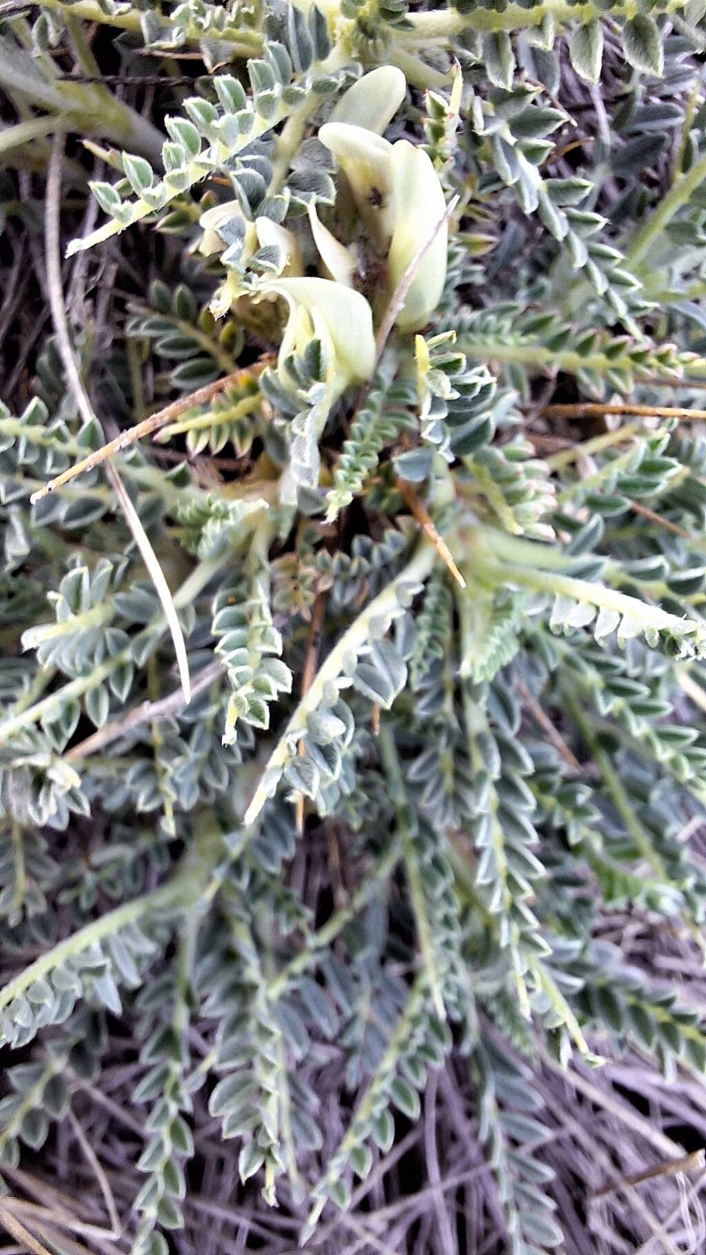 Astragalus tymphresteus — houseplant care guide