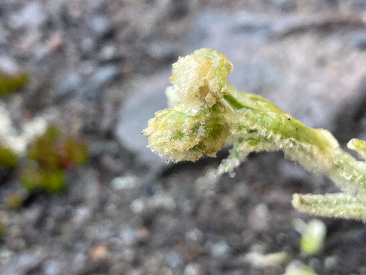 Cerastium floccosum flower