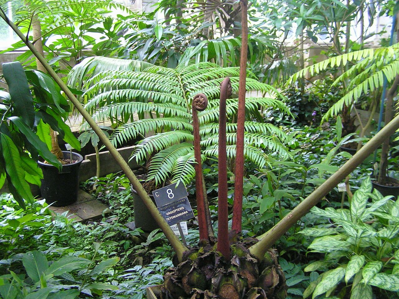 Angiopteris javanica habit