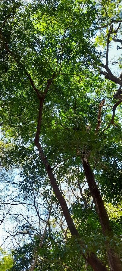 Myrocarpus frondosus habit