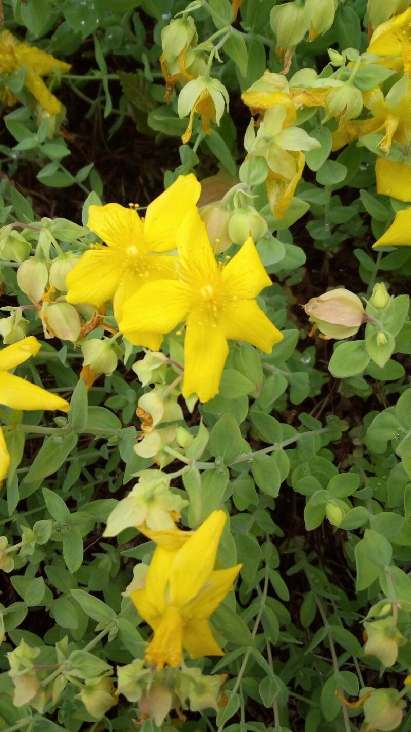 Hypericum cerastoides flower