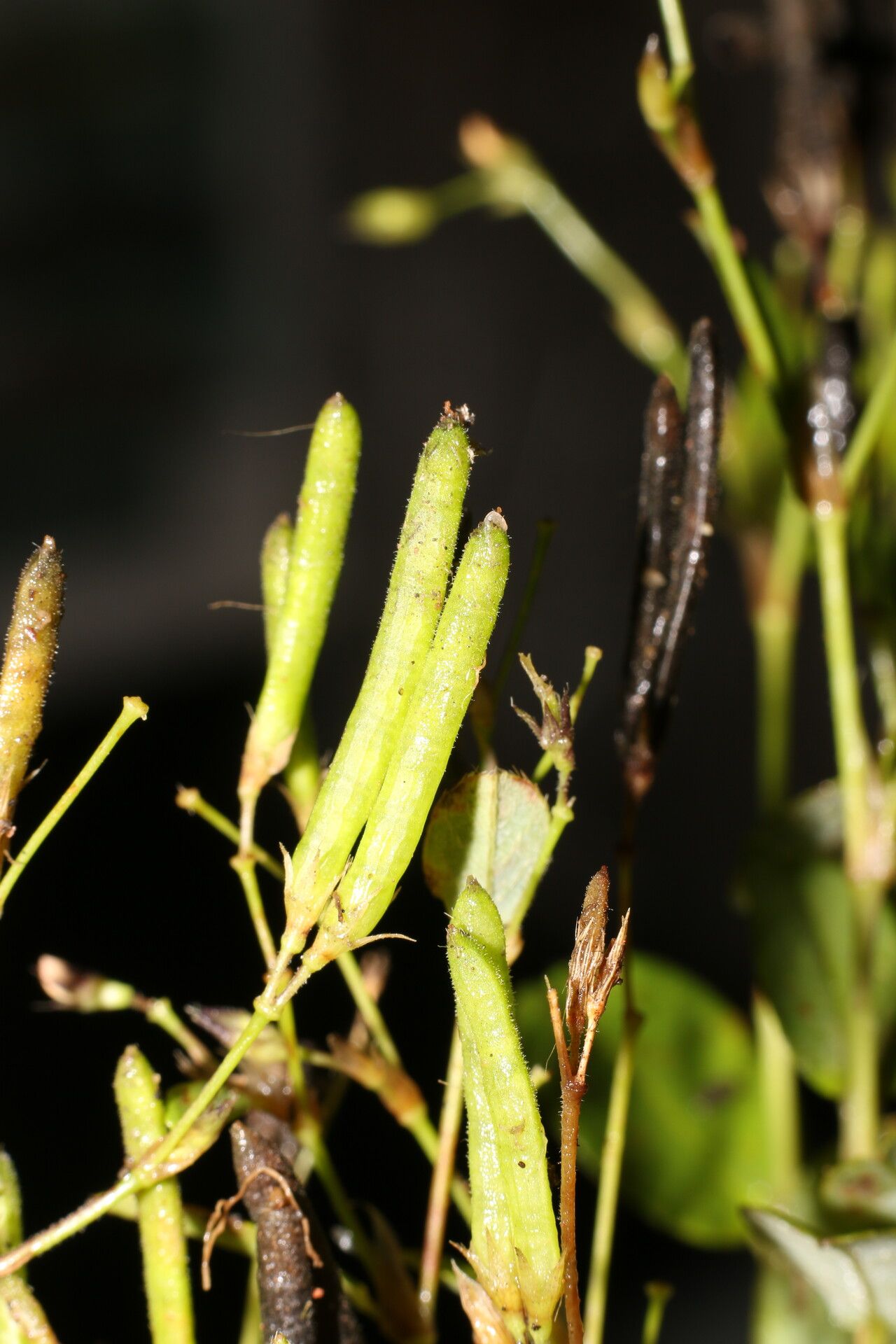 Sida cuspidata fruit