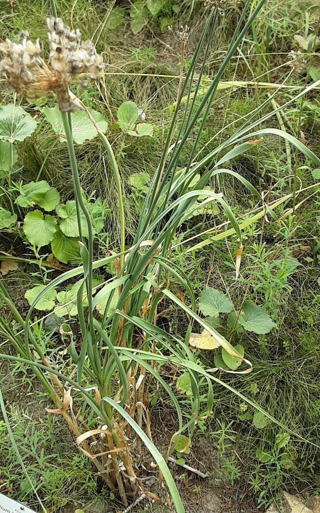 Allium hymenorhizum habit