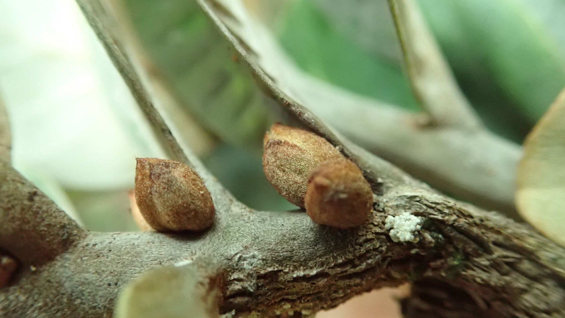 Planchonella kuebiniensis fruit