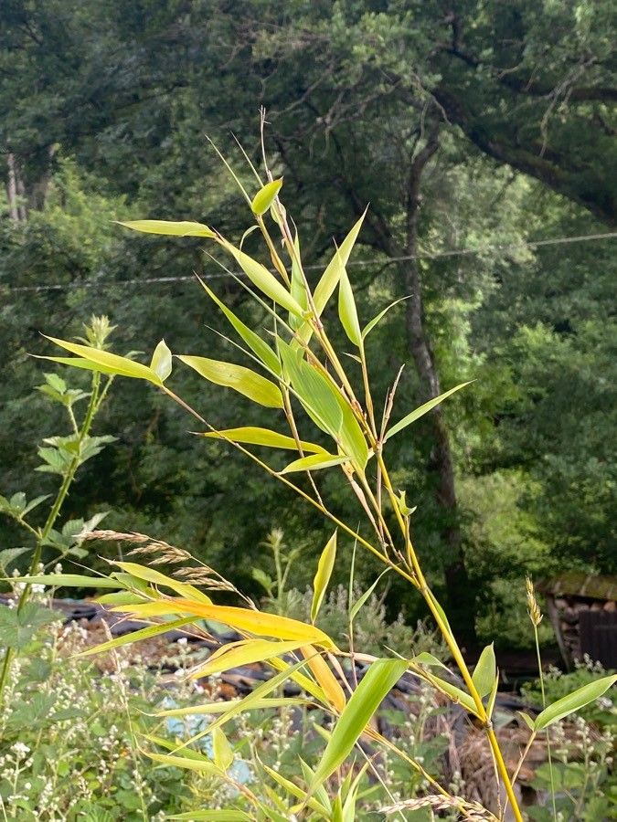 Phyllostachys aurea flower