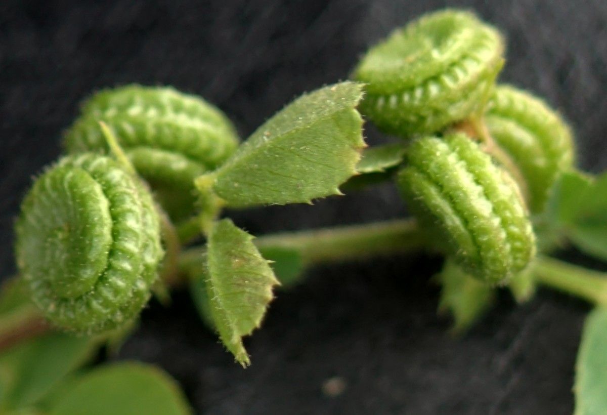 Medicago rugosa fruit