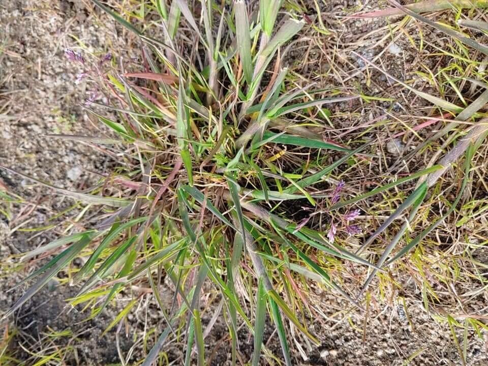 Eragrostis minor — search result for 'Eragrostis'