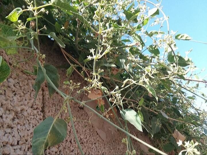 Leptadenia arborea — related species from the same genus