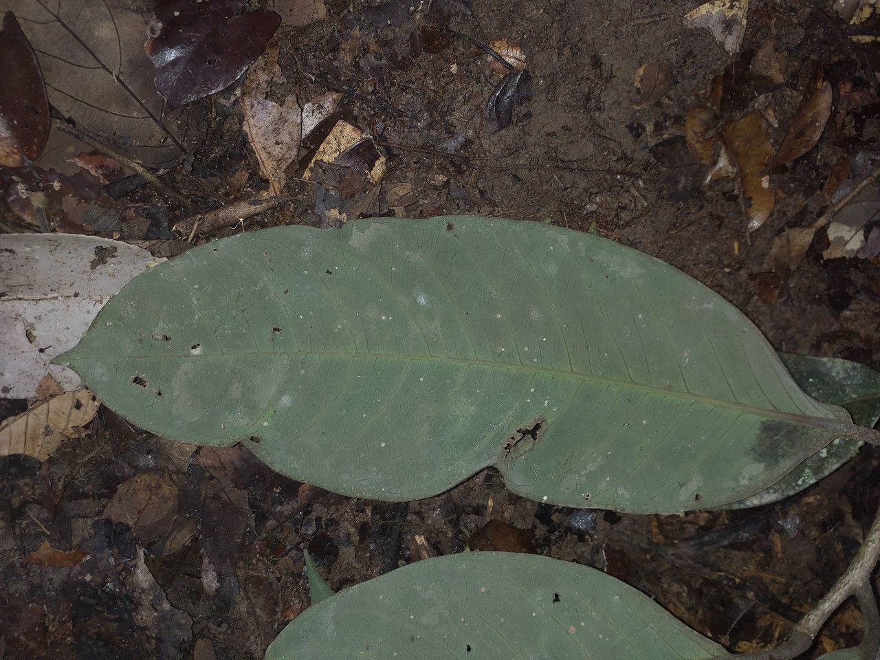 Eschweilera congestiflora — houseplant care guide