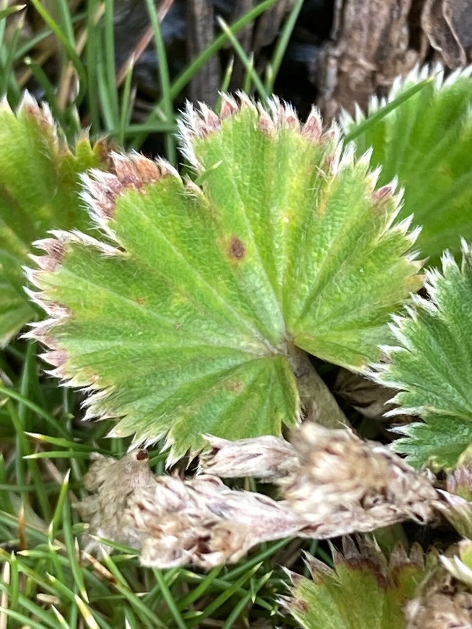 Alchemilla orbiculata — houseplant care guide