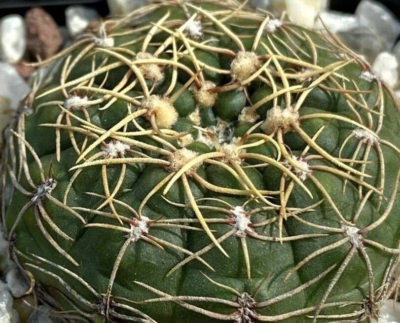 Gymnocalycium uruguayense habit