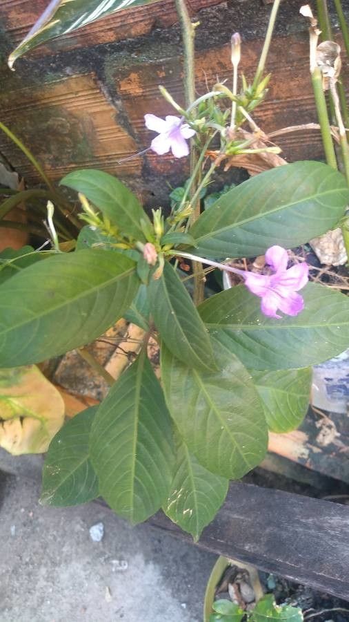 Ruellia pedunculata — search result for 'Ruellia'