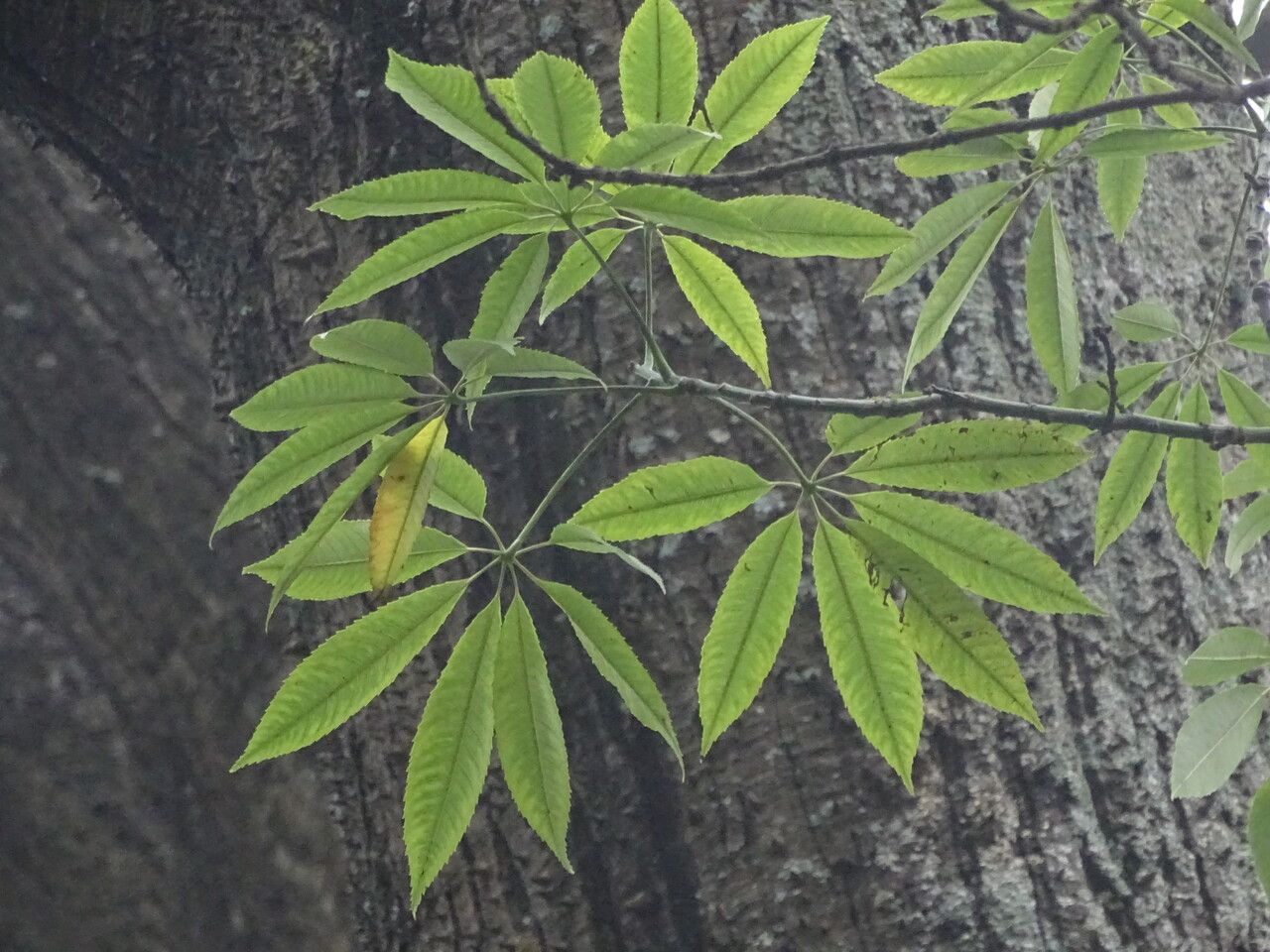 Ceiba crispiflora — related species from the same genus