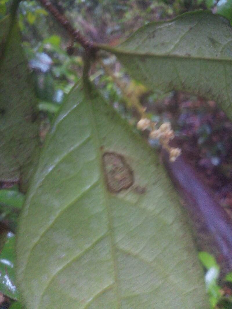 Rinorea riana flower