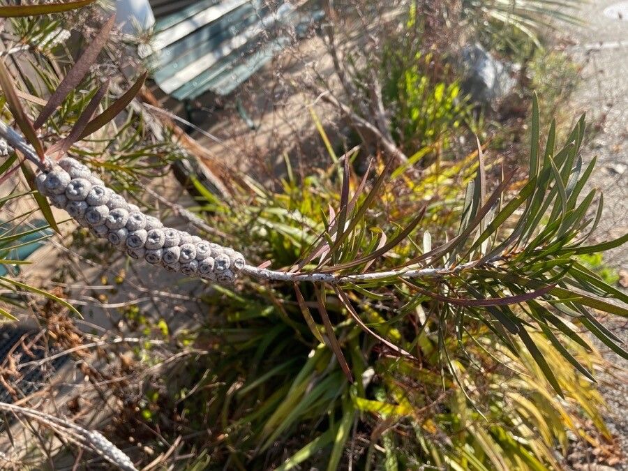 Melaleuca linearis fruit