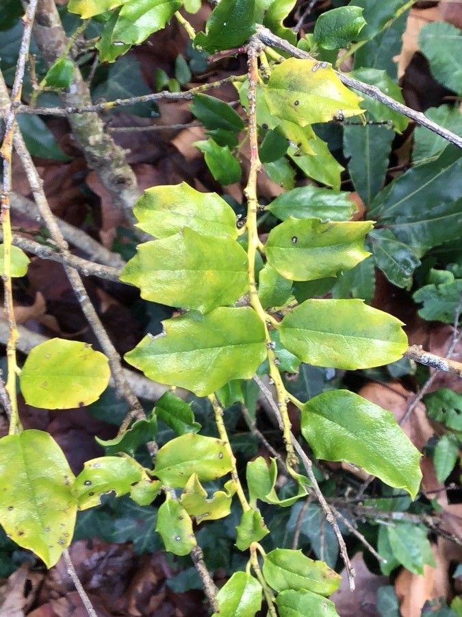 Ilex rugulosa — search result for 'Ilex'