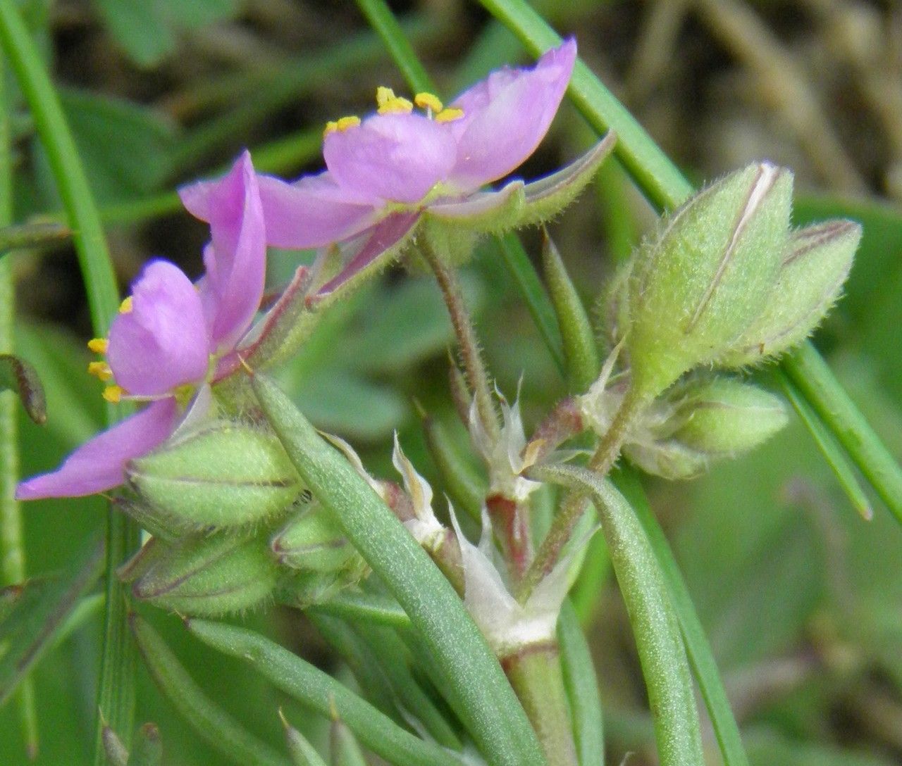 Spergula fimbriata flower