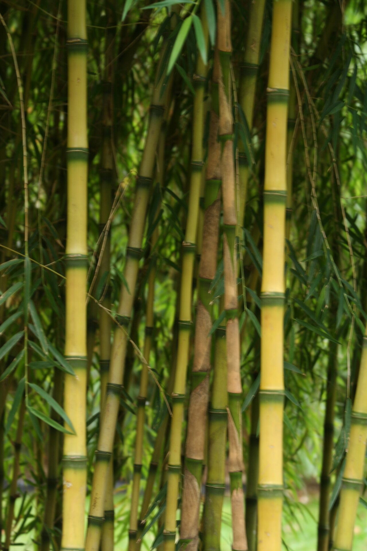 Chusquea culeou bark