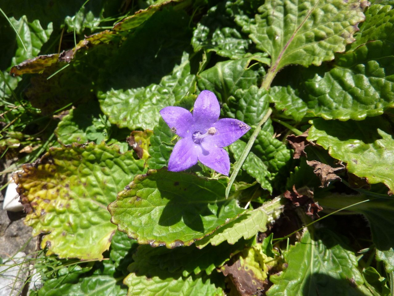 Campanula arvatica habit