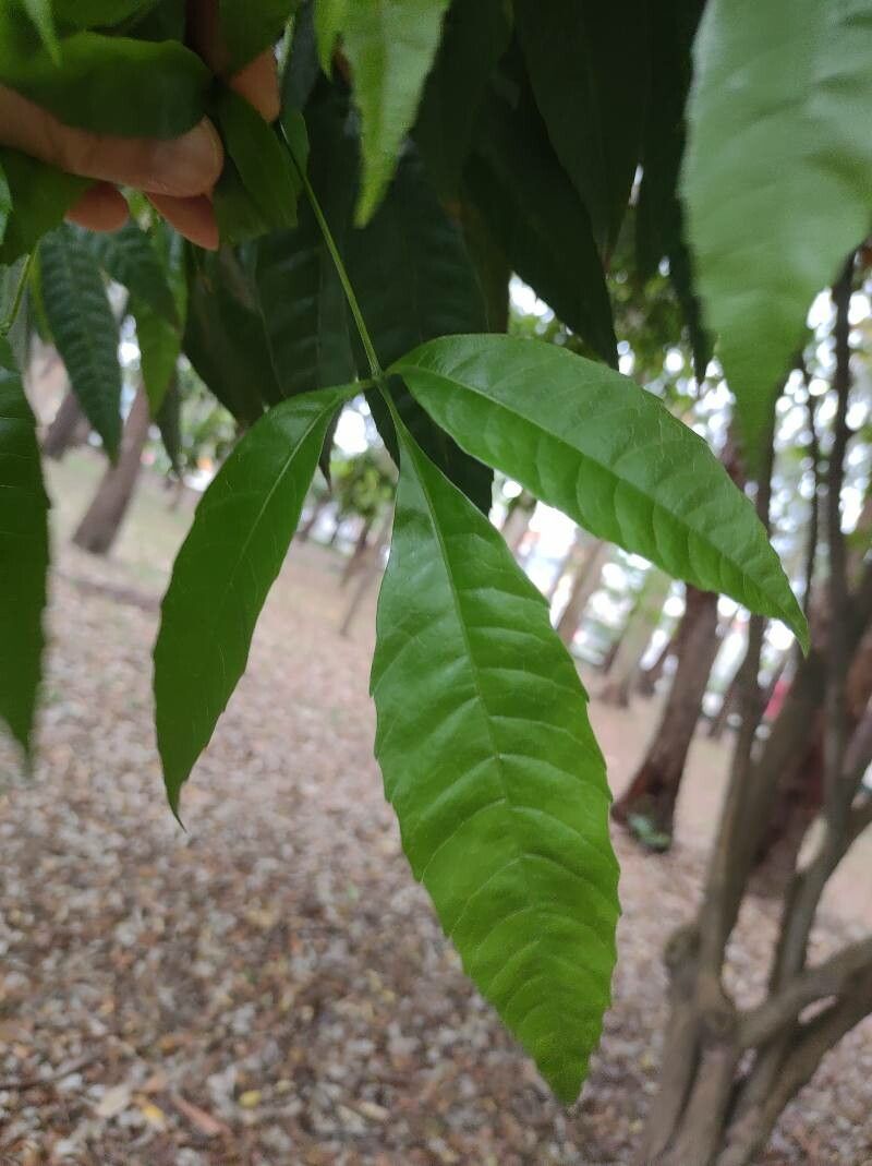 Allophylus edulis leaf