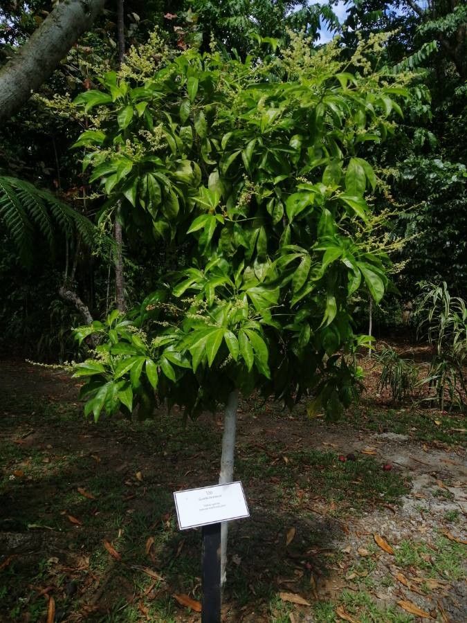 Euodia hortensis — search result for 'Aralia'