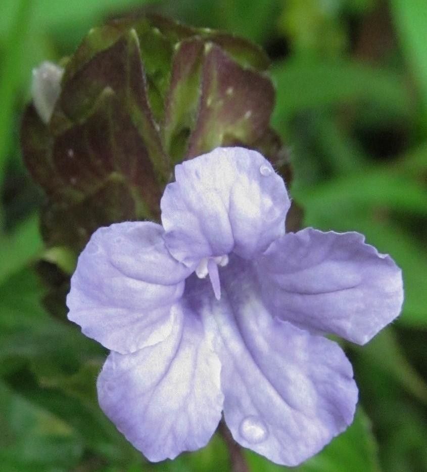 Ruellia costaricensis flower
