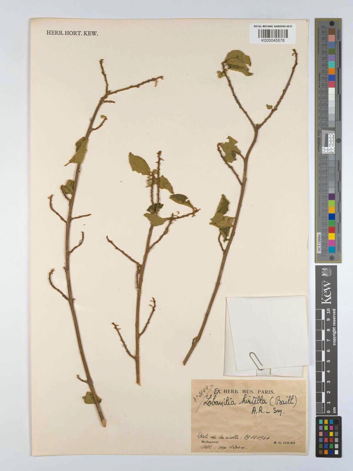 Lobanilia hirtella — houseplant care guide