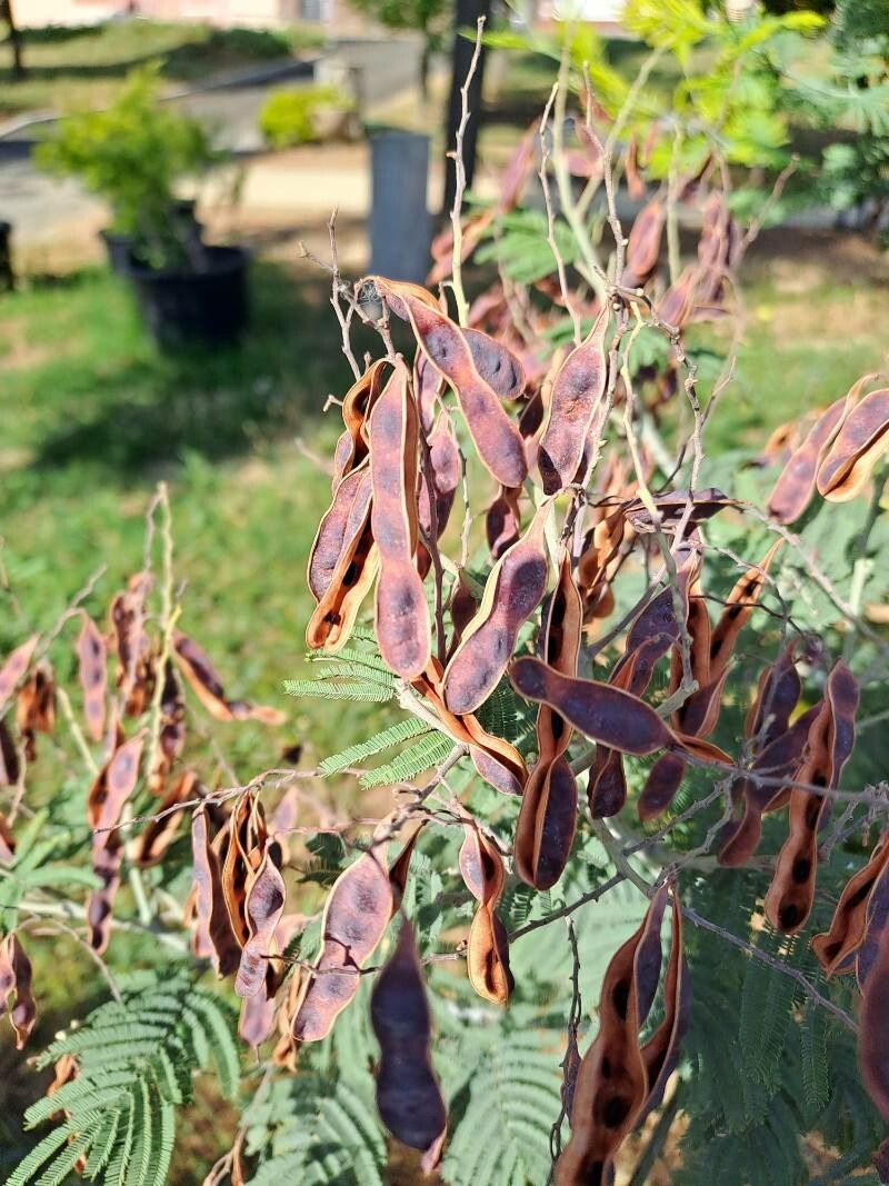 Vachellia hockii fruit
