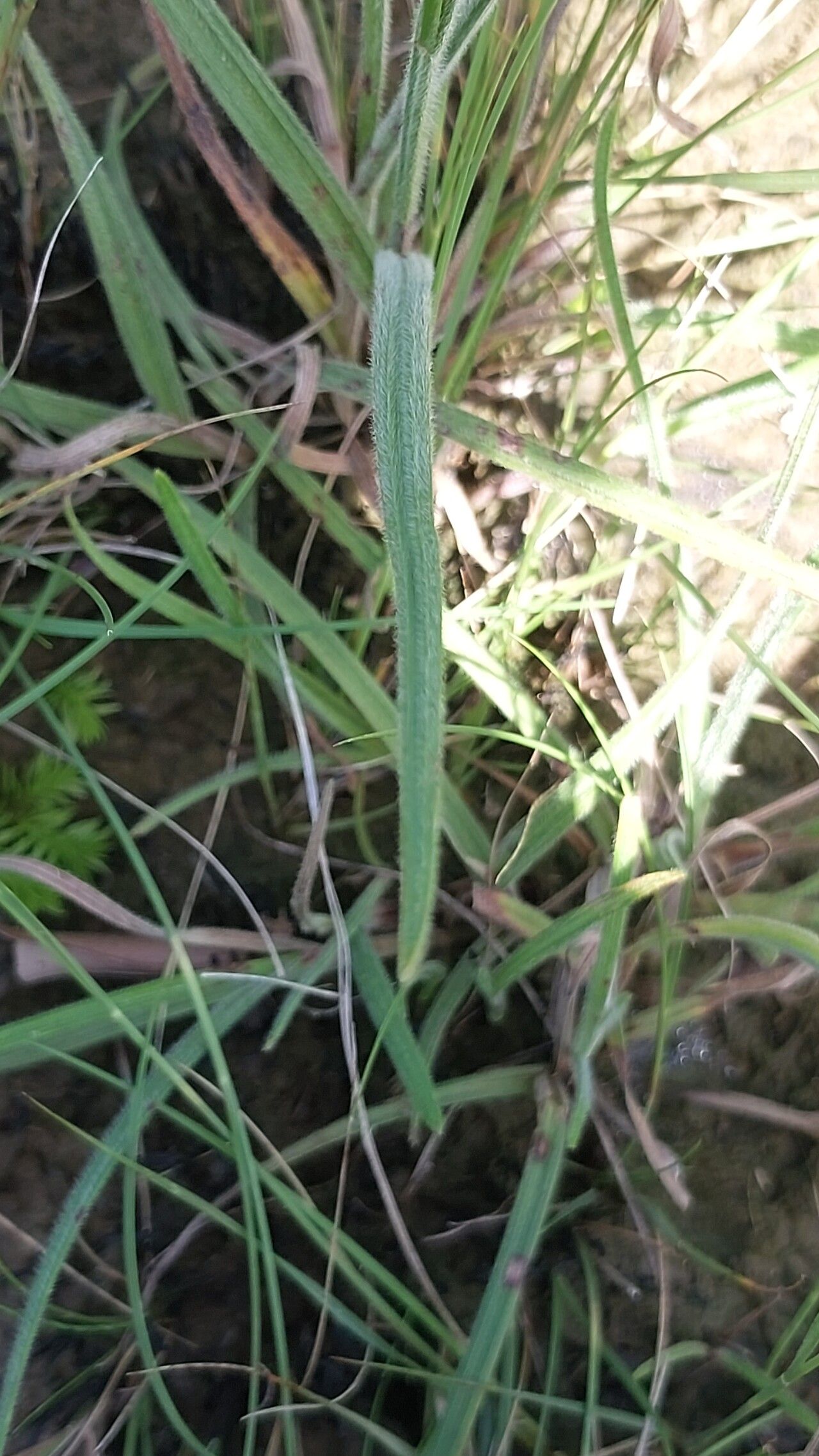 Scleria hirtella — houseplant care guide