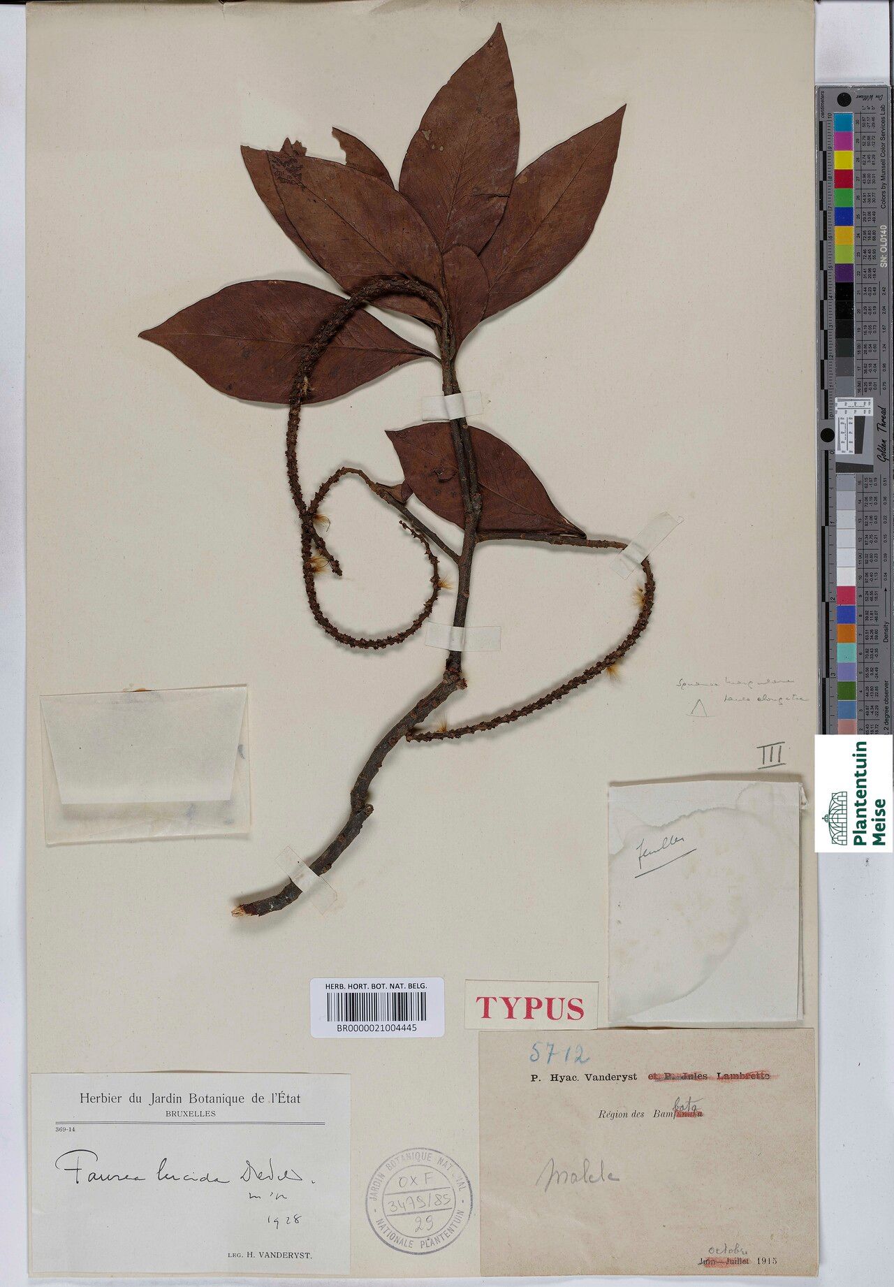 Faurea lucida — search result for 'Faurea'