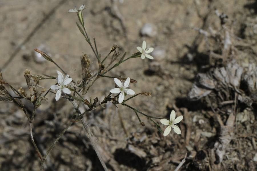 Petrorhagia illyrica — related species from the same genus