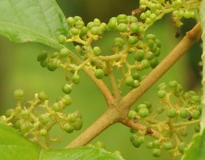 Callicarpa acuminata fruit