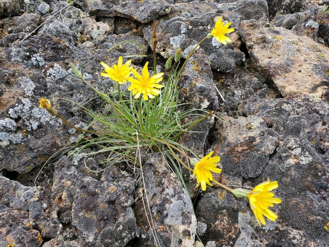 Agoseris glauca leaf