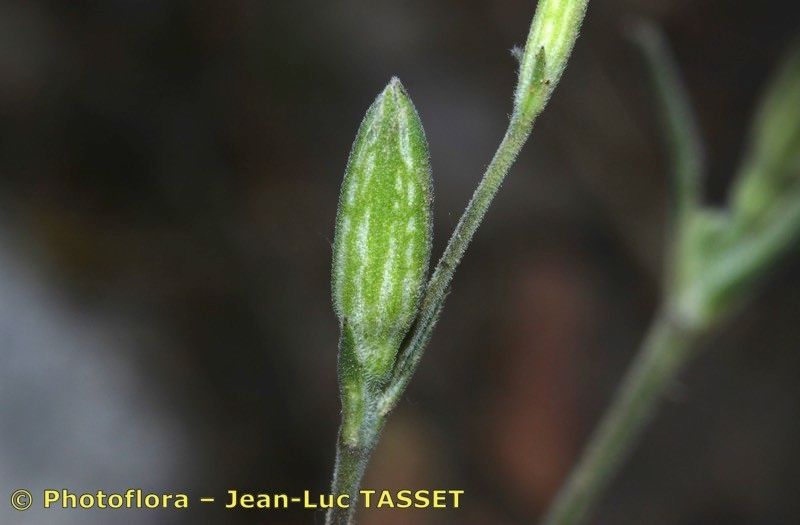 Silene inaperta leaf