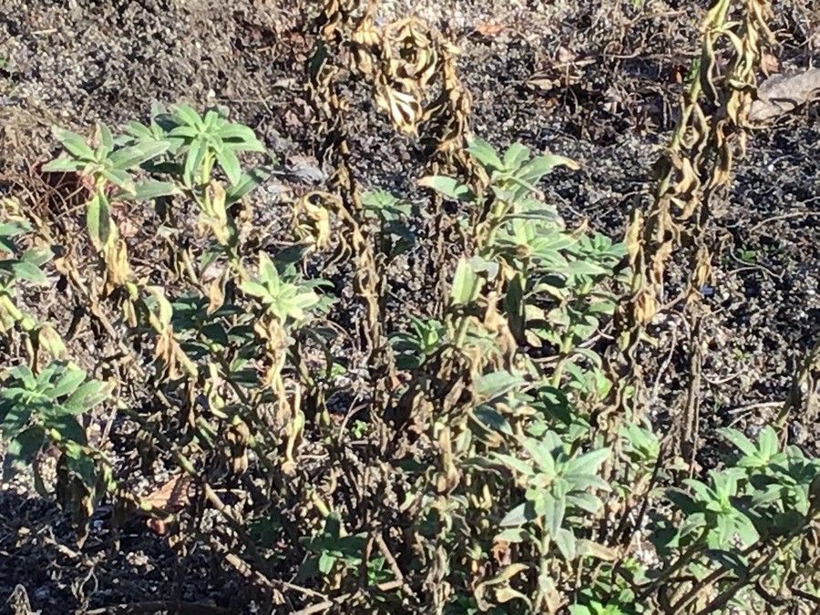 Antirrhinum australe leaf