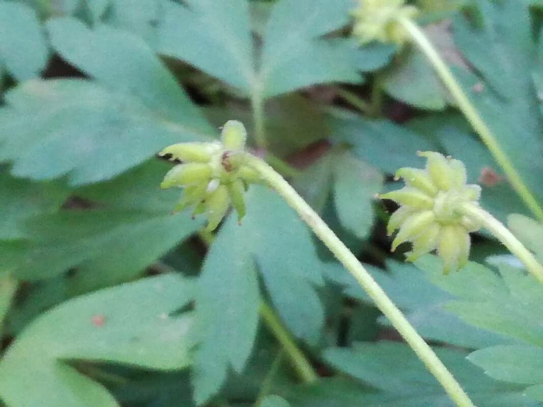 Anemone apennina fruit