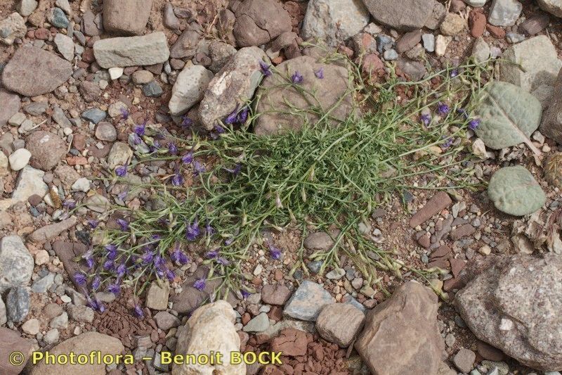 Delphinium balansae habit