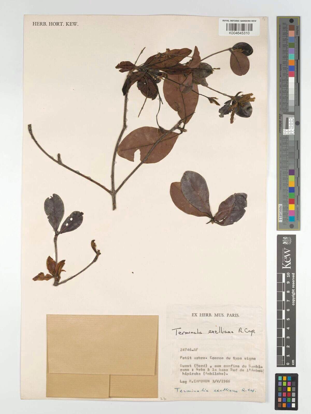 Terminalia exelliana — houseplant care guide